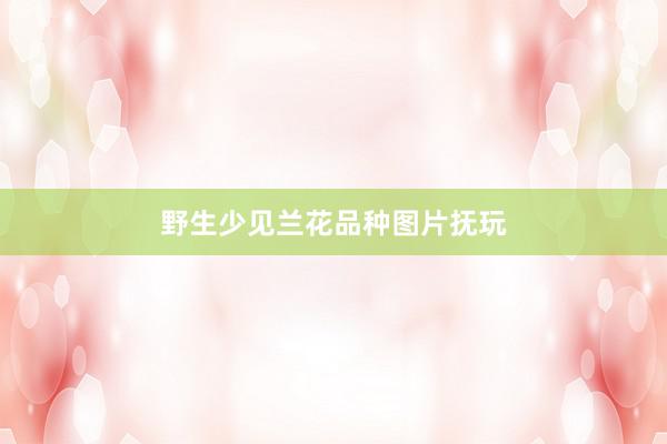 野生少见兰花品种图片抚玩